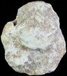 Cut and Polished Lower Jurassic Ammonite - England #62548-1